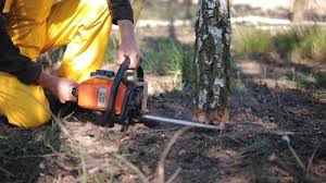 Best Tree Mulching  in Geistown, PA