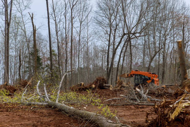  Geistown, PA Tree Removal Services Pros