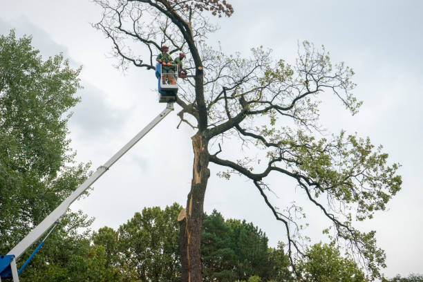 Best Emergency Tree Removal  in Geistown, PA