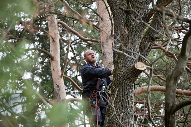 Best Tree Risk Assessment  in Geistown, PA